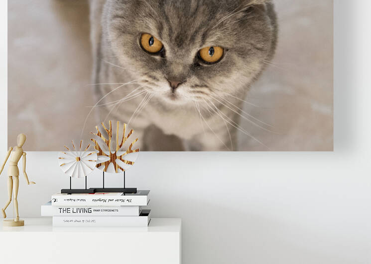 Chat chez soi   by Melissa Lefebvre