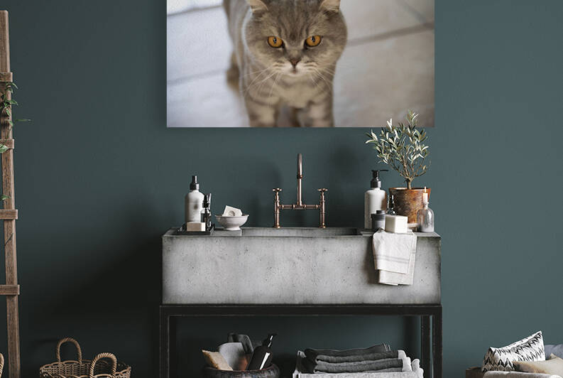 Gros minou by Melissa Lefebvre