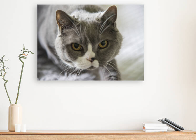 Chat adorable by Melissa Lefebvre