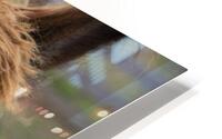 Coucou mon amie    HD Metal print