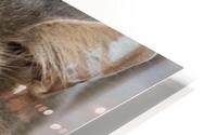 Chat Macro 2 HD Metal print