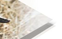 A la ferme HD Metal print