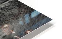 Chevreau qui mange HD Metal print