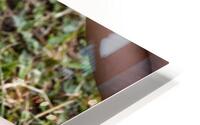 Chevre a la ferme HD Metal print