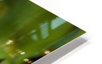 Anemone 2 HD Metal print