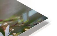 Gaura HD Metal print