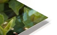 fleurs isole HD Metal print