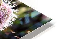 Magie de la nature : Decouvrez linstant capture de labeille sur la fleur eponge. HD Metal print