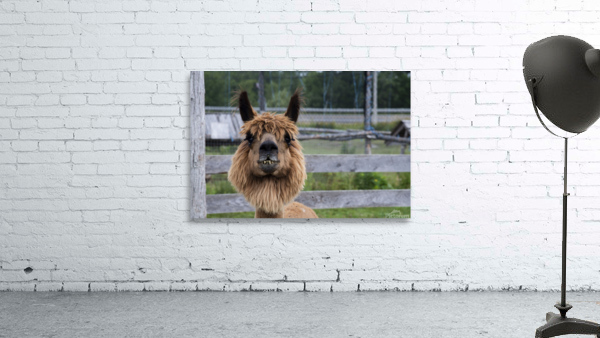 Alpada brun Wall Preview