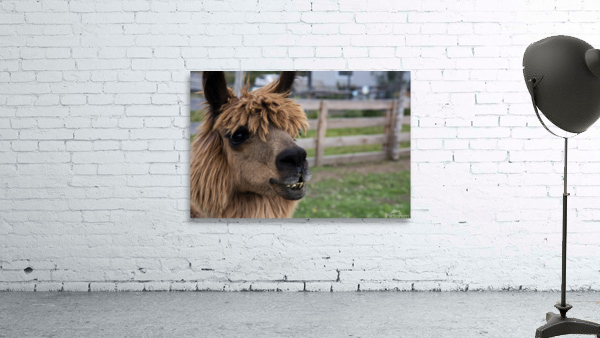 Alpaga dans sa ferme Wall Preview
