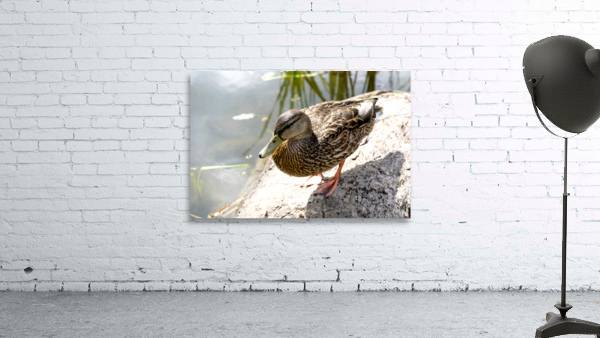 Canard du Quebec Wall Preview