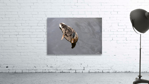 Petit Nageur  Wall Preview