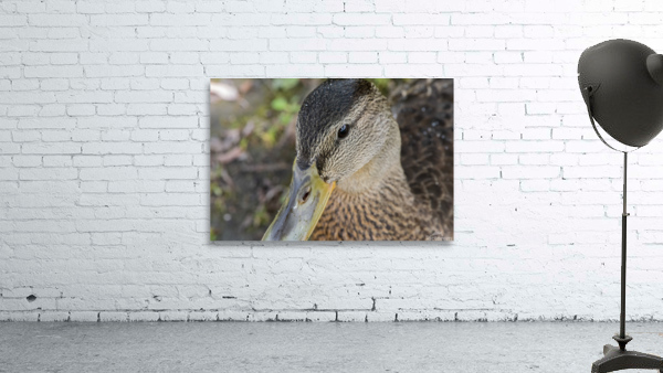 canard macro Wall Preview
