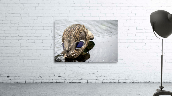 Canard en action Wall Preview