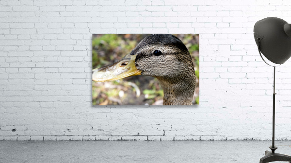 Canard Macro Wall Preview