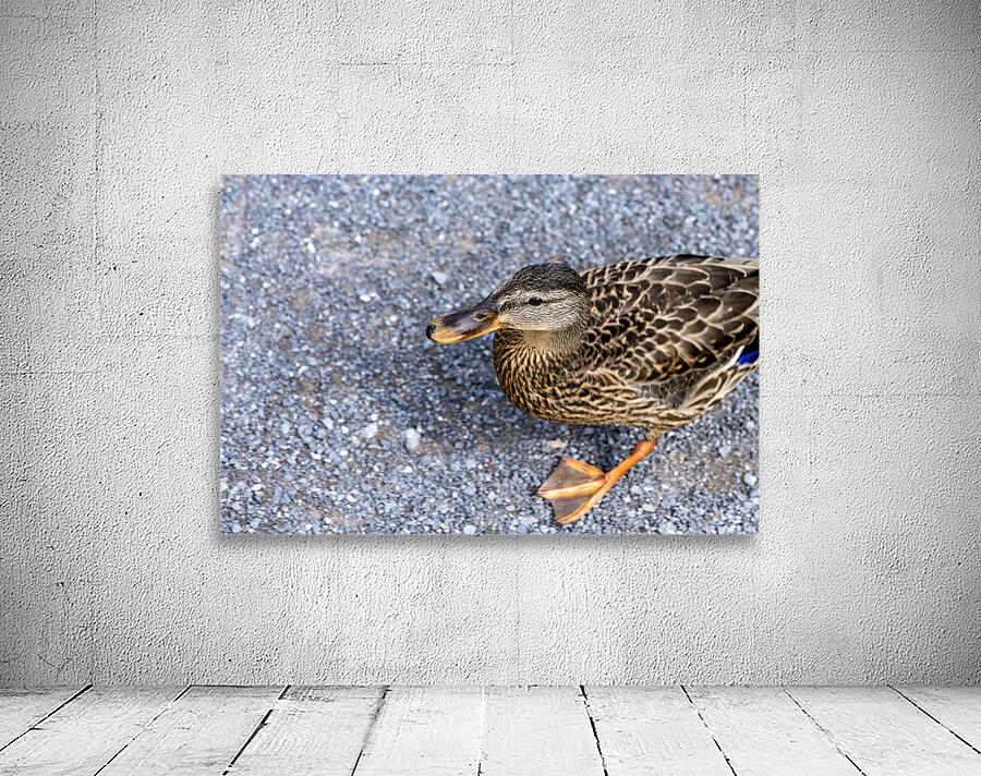 Canard perdu  Wall Preview