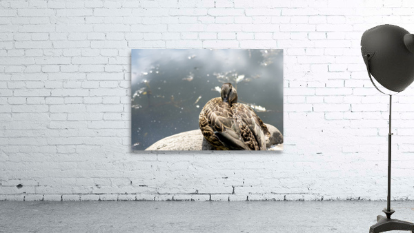 Canard qui flane Wall Preview