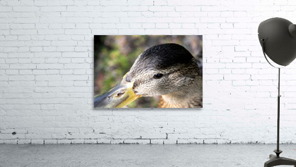 Macro canard Wall Preview