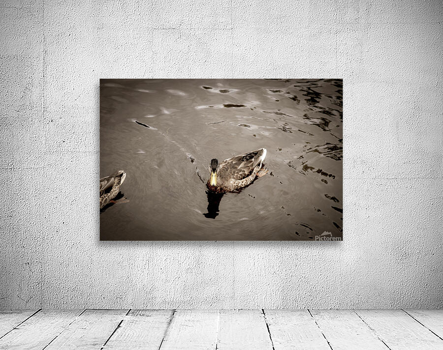 Canard style sepia Wall Preview