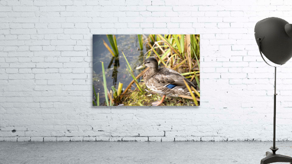 Belle journee au soleil Aperçu sur mur