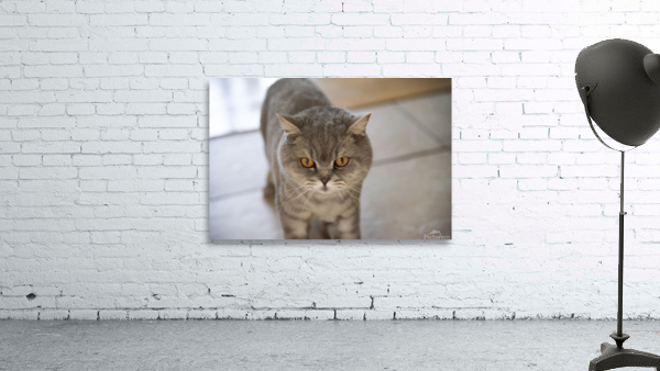 Gros minou Wall Preview