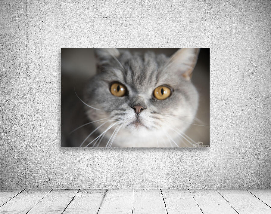 Chat macro Wall Preview