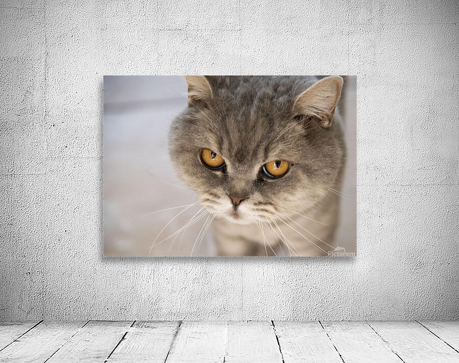 Chat Macro 2 Wall Preview