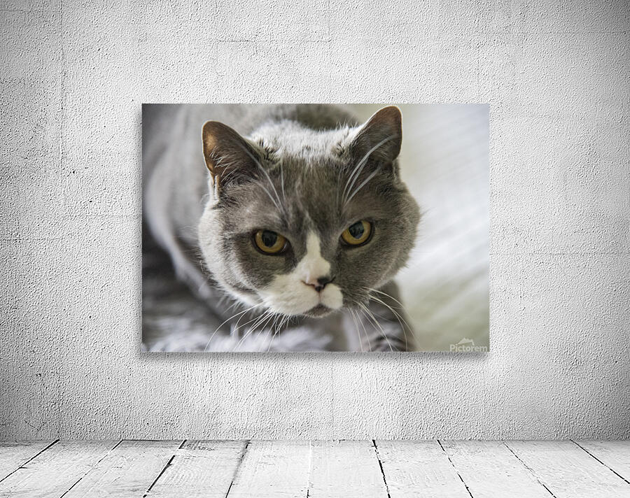 Chat adorable Wall Preview