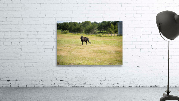 Cheval au galop Wall Preview
