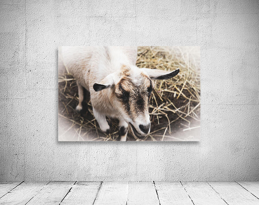 A la ferme Wall Preview