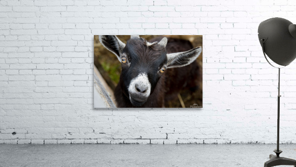 Chevre macro Wall Preview