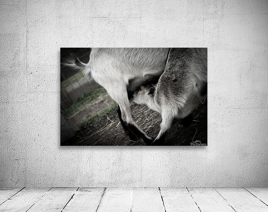 Chevreau qui mange Wall Preview