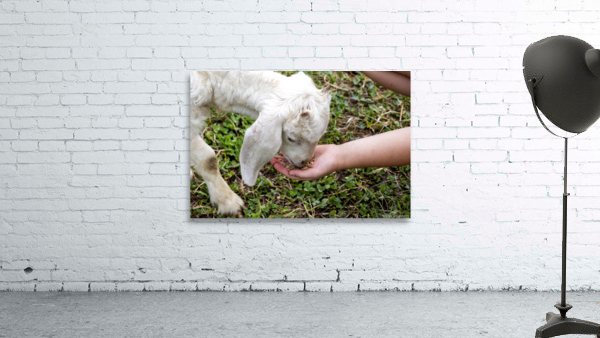 Chevre a la ferme Wall Preview