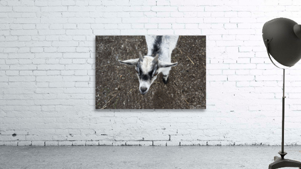 Bebe chevre Aperçu sur mur