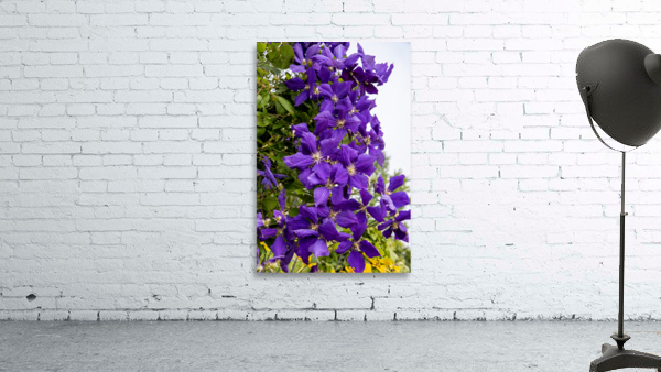 Grappe de clematis Wall Preview