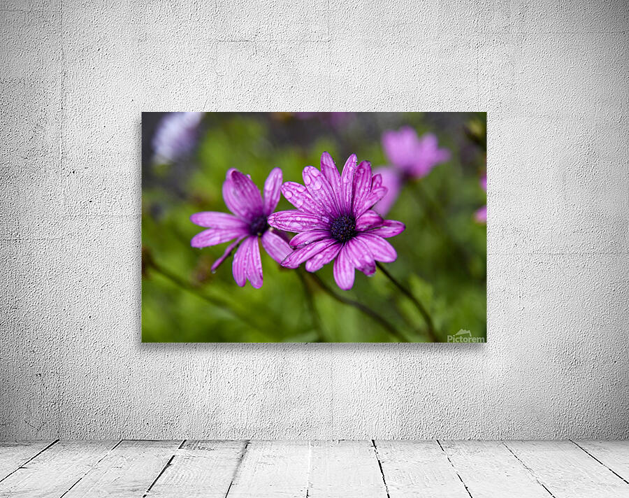 Anemone eclatante Wall Preview