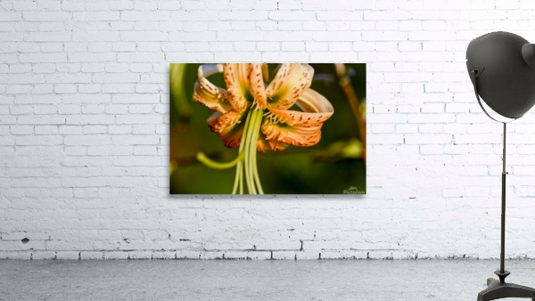 Lys macro Wall Preview