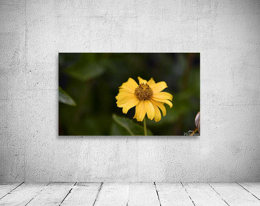 fleur au soleil Wall Preview