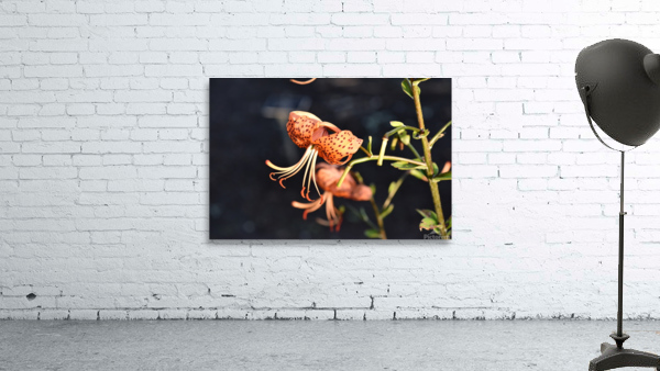 Lys nocturne macro Wall Preview