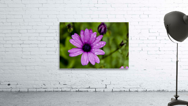 Anemone 2 Wall Preview