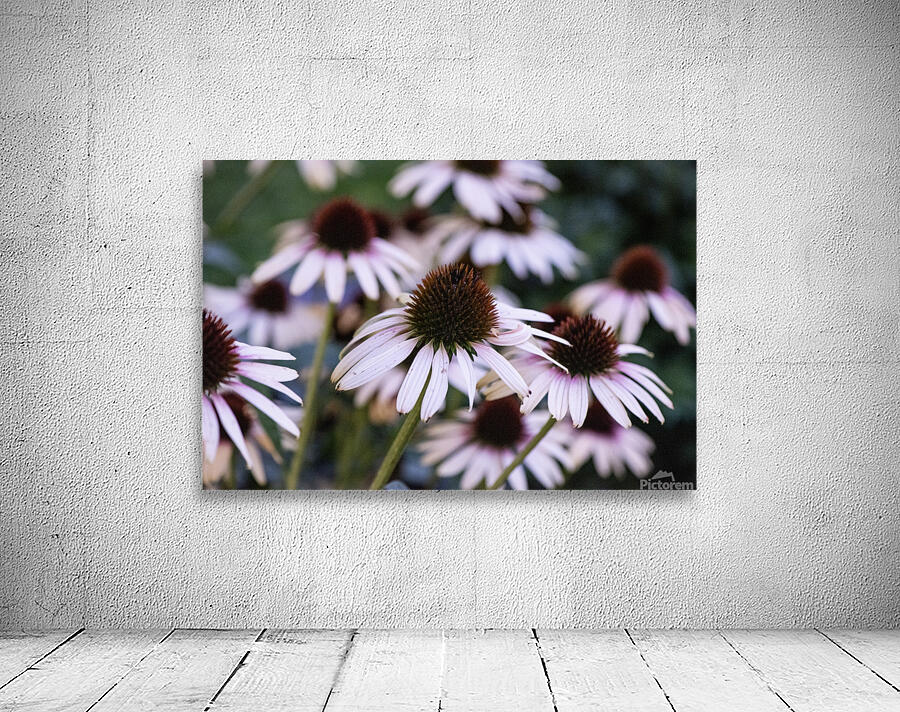 Echinace macro Wall Preview