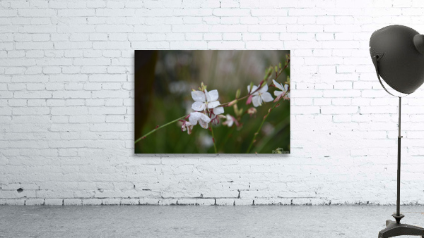 Gaura Wall Preview