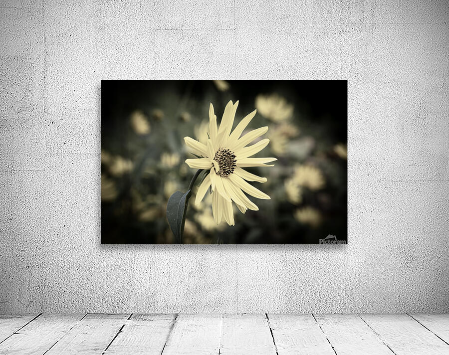 Flowers macro desature Wall Preview