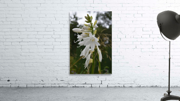 Fleur Blanche Wall Preview