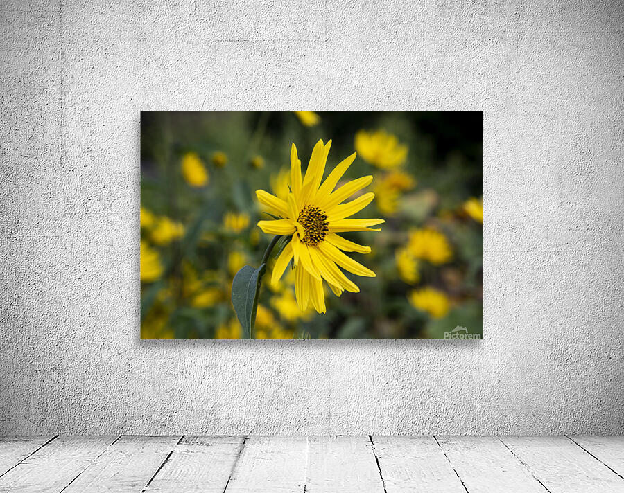 Fleurs Macro Wall Preview