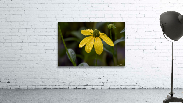 Fleur sous la pluie de printemps Aperçu sur mur