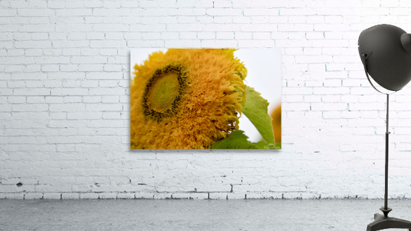Tournesol big macro Wall Preview