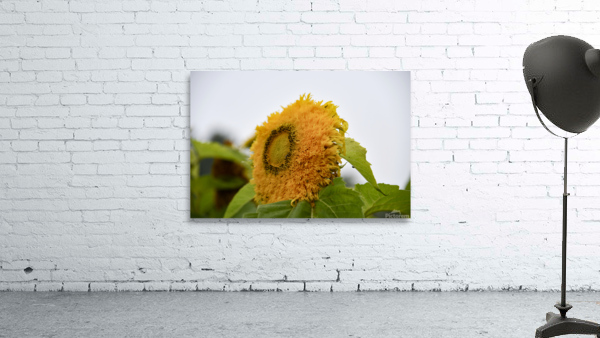 Tournesol macro Wall Preview