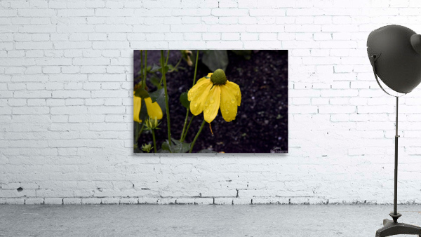 Pluie et deception Wall Preview