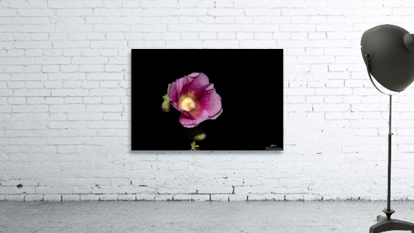 Hibiscus de nuit  Wall Preview